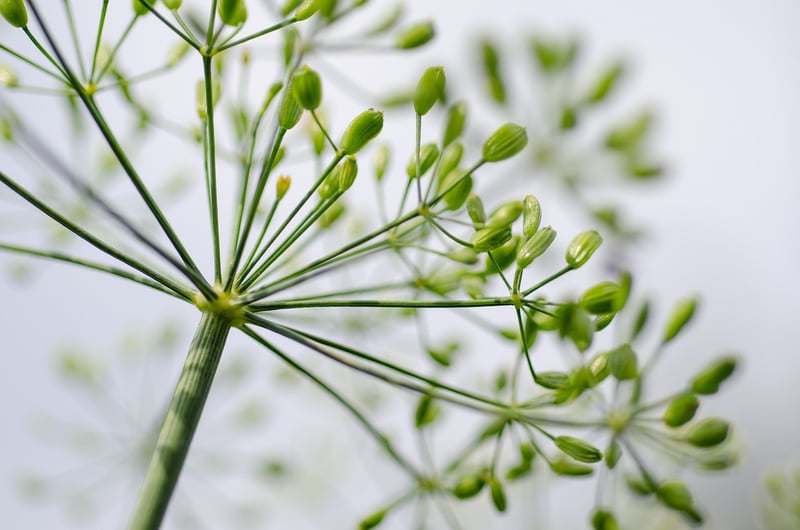 Herb Scissors